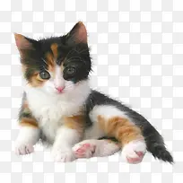 �����Ӱ��ͨ�����ز� Сè��-������