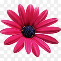 ��ɫ�����Ǹ�ģ�����⻨��-������