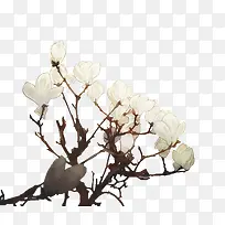 玉兰花-空若网 玉兰花-空若网