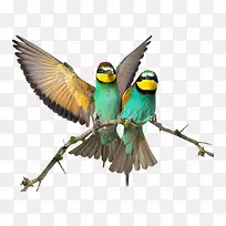 ��֦�ϵĻ�����ͼ-������