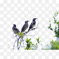 树枝上的小鸟看着天空歌唱-空若网 树枝上的小鸟看着天空歌唱-空若网