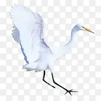 仙鹤-空若网 仙鹤-空若网