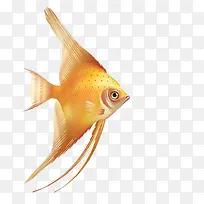 卡通手绘金色燕鱼-空若网 卡通手绘金色燕鱼-空若网