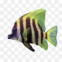 矢量热带鱼-空若网 矢量热带鱼-空若网