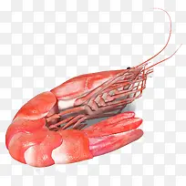 生白灼虾-空若网 生白灼虾-空若网