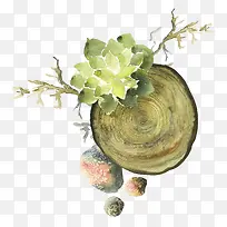 植物装饰-空若网 植物装饰-空若网