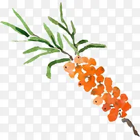 手绘水彩橙色果实-空若网 手绘水彩橙色果实-空若网