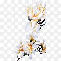 白色逼真手绘花朵-空若网 白色逼真手绘花朵-空若网
