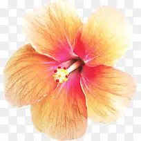 ˮ�ʱ��滨�����-������