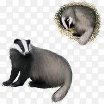 矢量食蚁兽-空若网 矢量食蚁兽-空若网