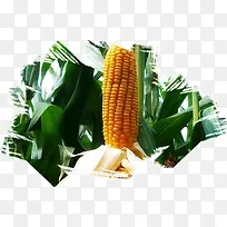 玉米画笔边框-空若网 玉米画笔边框-空若网