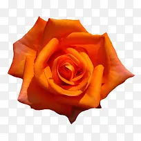 橙色玫瑰免抠素材-空若网 橙色玫瑰免抠素材-空若网