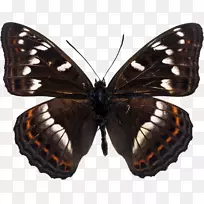 埃及艳后蝴蝶黄毛白杨皇家海军上将-无红色蝴蝶-空若网 埃及艳后蝴蝶黄毛白杨皇家海军上将-无红色蝴蝶-空若网