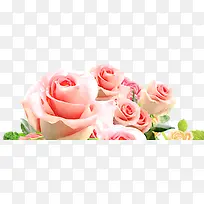 һ��õ�廨-������