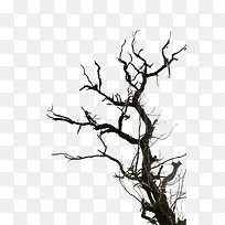 简单缠绕的树枝-空若网 简单缠绕的树枝-空若网