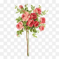 水彩一簇红色玫瑰花-空若网 水彩一簇红色玫瑰花-空若网