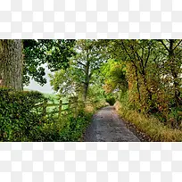 ɭ������С����Ӱͼ-������