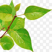 高清摄影绿色草本植物树叶-空若网 高清摄影绿色草本植物树叶-空若网