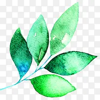 �ֻ�ˮ��Ҷ��-������