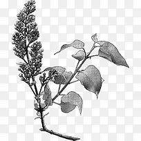 手绘丁香花苞树枝设计免抠-空若网 手绘丁香花苞树枝设计免抠-空若网