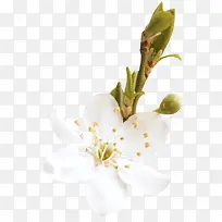 Ư����֦-������