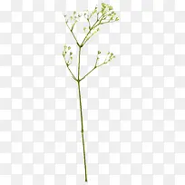 ��ɫ��֦-������