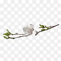 花枝-空若网 花枝-空若网