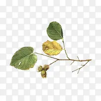 手绘树枝-空若网 手绘树枝-空若网