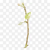 创意枝叶-空若网 创意枝叶-空若网