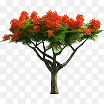 开红花的树-空若网 开红花的树-空若网