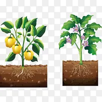 健康成长的蔬菜-空若网 健康成长的蔬菜-空若网