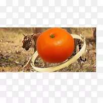 素食料理冬季南瓜橘子蔬菜橘子-空若网 素食料理冬季南瓜橘子蔬菜橘子-空若网