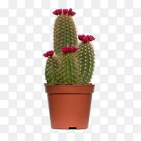 开花的四个仙人球-空若网 开花的四个仙人球-空若网