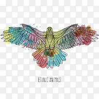 彩色老鹰-空若网 彩色老鹰-空若网