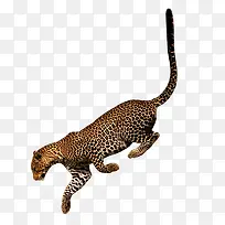 奔跑的豹子-空若网 奔跑的豹子-空若网