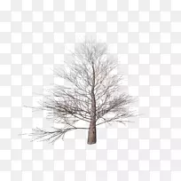 树枝秋天剪贴画-树透明-空若网 树枝秋天剪贴画-树透明-空若网