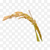 手绘稻子-空若网 手绘稻子-空若网