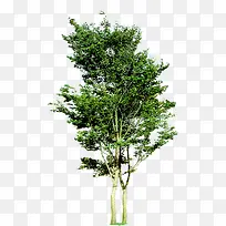 ÊÒÍâÂÌÊ÷¾°¹Û³¡¾°-¿ÕÈôÍø ÊÒÍâÂÌÊ÷¾°¹Û³¡¾°-¿ÕÈôÍø