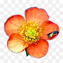 �۷����ڲ��۵ĳ�ɫ�ʻ�-������