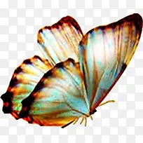 黄色光效翅膀蝴蝶-空若网 黄色光效翅膀蝴蝶-空若网