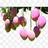 新鲜树上芒果生鲜-空若网 新鲜树上芒果生鲜-空若网