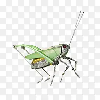 ÂÌÉ«»úеÀ¥³æ-¿ÕÈôÍø ÂÌÉ«»úеÀ¥³æ-¿ÕÈôÍø