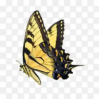 �׻�ɫ�ߵ����-������