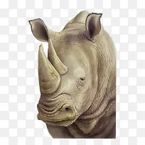 米白色犀牛插画-空若网 米白色犀牛插画-空若网