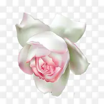 鲜艳龙沙宝石花-空若网 鲜艳龙沙宝石花-空若网