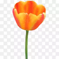 郁金香电脑图标剪贴画橙色花-空若网 郁金香电脑图标剪贴画橙色花-空若网