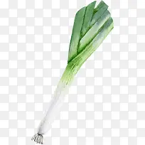 卡通手绘蔬菜装饰海报设计大葱-空若网 卡通手绘蔬菜装饰海报设计大葱-空若网