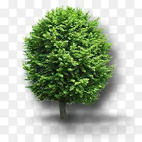 绿树-空若网 绿树-空若网