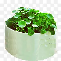 积雪草治疗传染性肝炎-空若网 积雪草治疗传染性肝炎-空若网