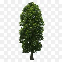 立面树素材大树素材-空若网 立面树素材大树素材-空若网